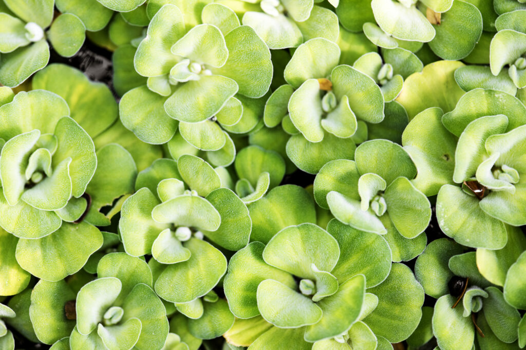 Brahmi for Hair Health and Mental Relaxation