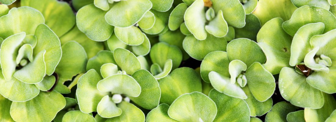 Brahmi for Hair Health and Mental Relaxation