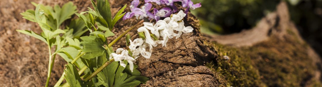 Jatamansi The Ayurvedic Herb for Stress-Free Hair and Mind